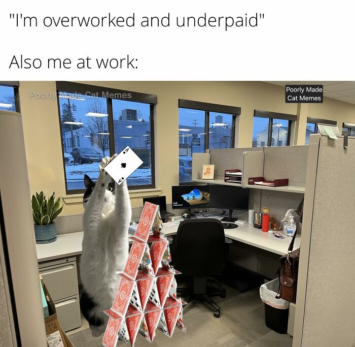 Meet The One Cat That’s Basically Memes 24/7 (And Yes, It’s Hilarious)