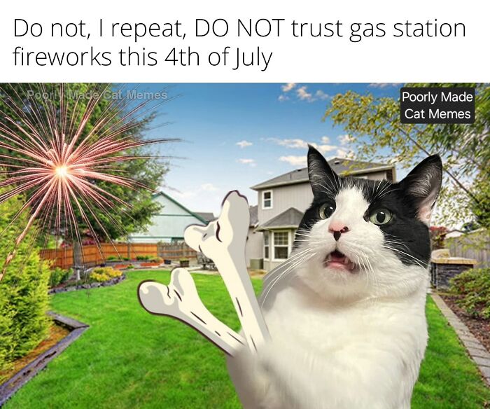 Meet The One Cat That’s Basically Memes 24/7 (And Yes, It’s Hilarious)