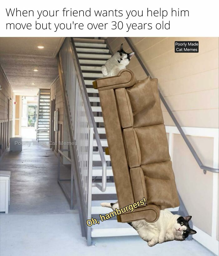 Meet The One Cat That’s Basically Memes 24/7 (And Yes, It’s Hilarious)