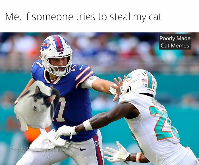 Meet The One Cat That’s Basically Memes 24/7 (And Yes, It’s Hilarious)
