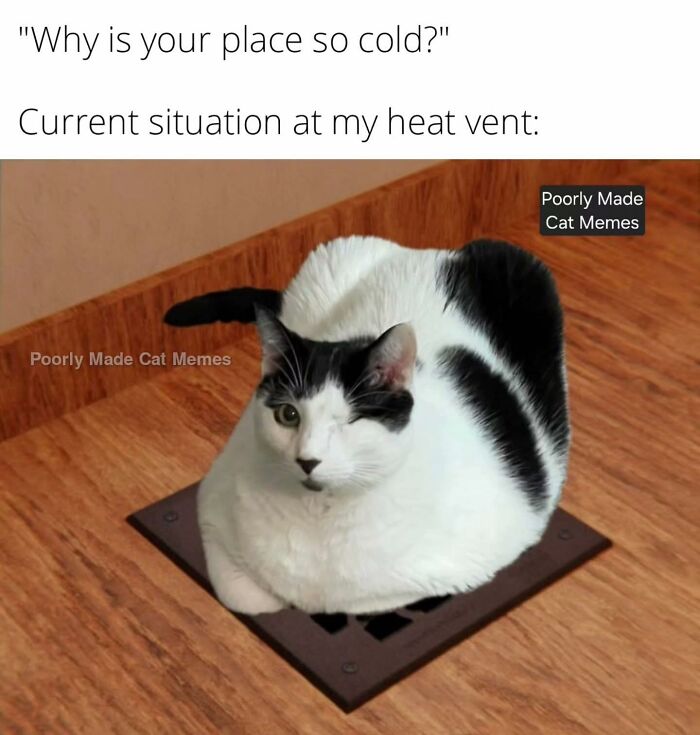 Meet The One Cat That’s Basically Memes 24/7 (And Yes, It’s Hilarious)