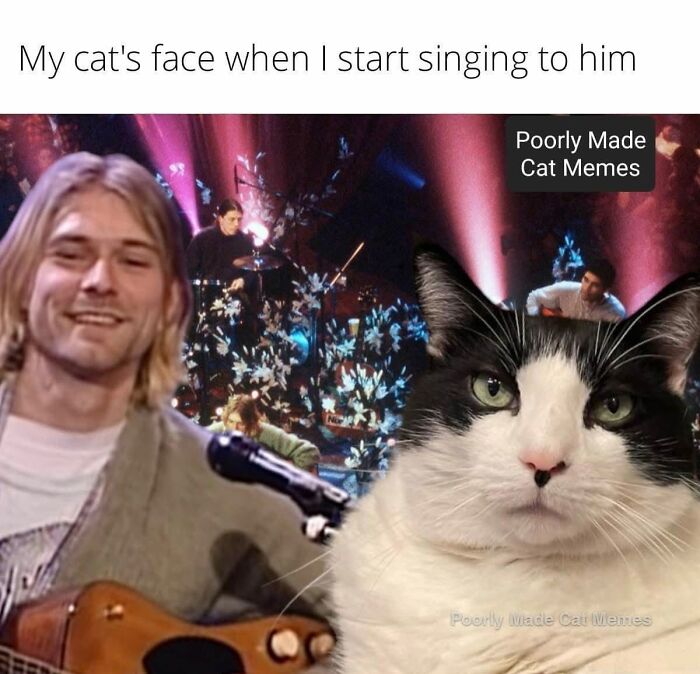 Meet The One Cat That’s Basically Memes 24/7 (And Yes, It’s Hilarious)