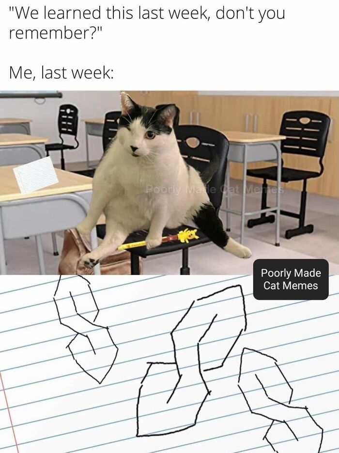 Meet The One Cat That’s Basically Memes 24/7 (And Yes, It’s Hilarious)