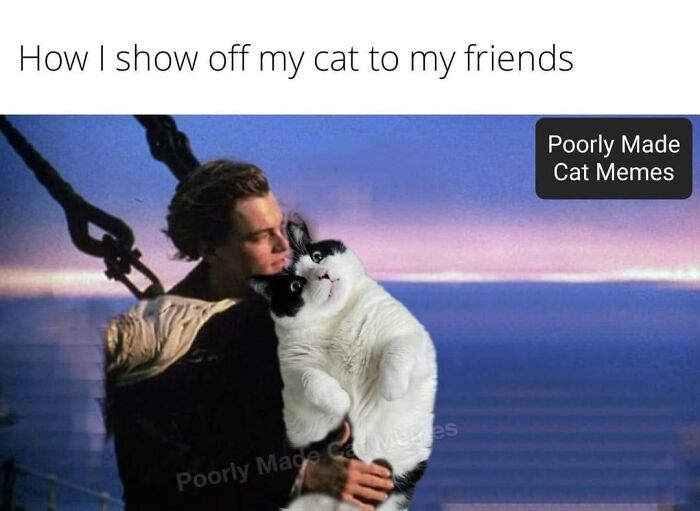 Meet The One Cat That’s Basically Memes 24/7 (And Yes, It’s Hilarious)