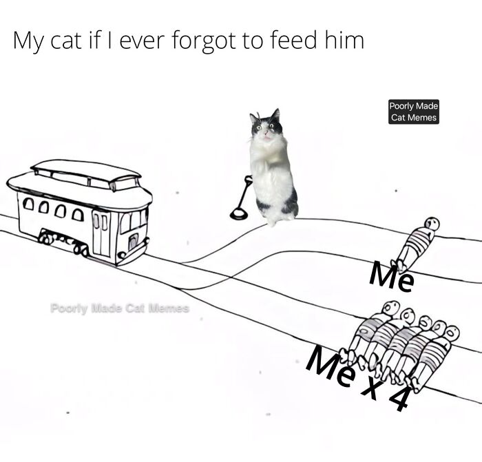 Meet The One Cat That’s Basically Memes 24/7 (And Yes, It’s Hilarious)