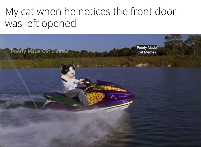 Meet The One Cat That’s Basically Memes 24/7 (And Yes, It’s Hilarious)