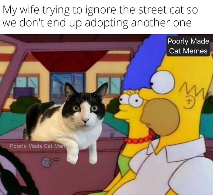 Meet The One Cat That’s Basically Memes 24/7 (And Yes, It’s Hilarious)