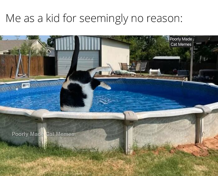 Meet The One Cat That’s Basically Memes 24/7 (And Yes, It’s Hilarious)