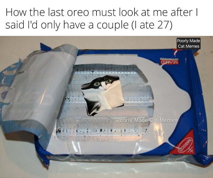 Meet The One Cat That’s Basically Memes 24/7 (And Yes, It’s Hilarious)