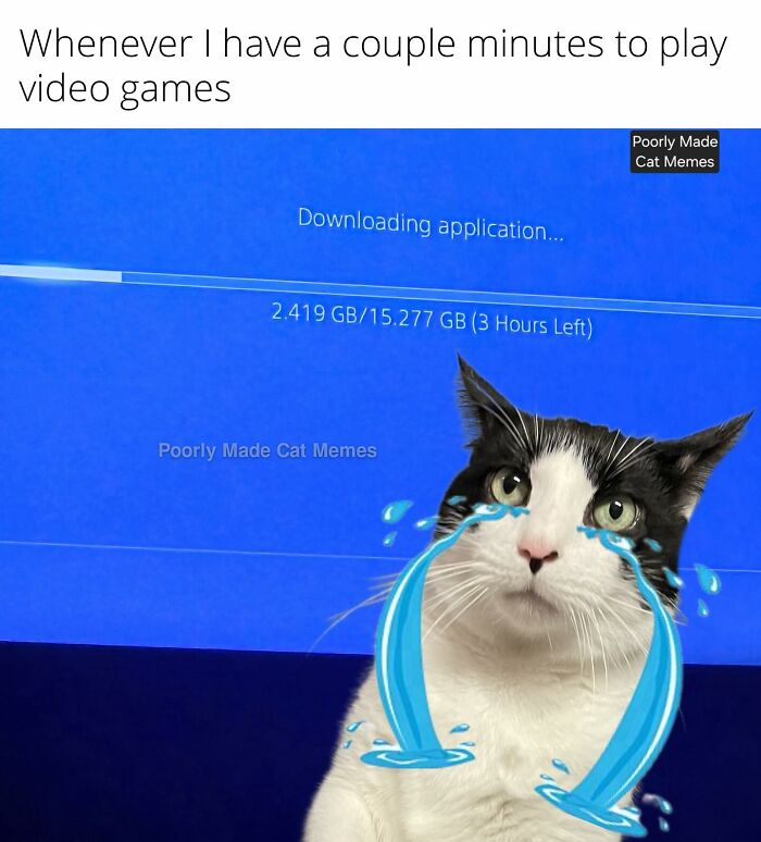 Meet The One Cat That’s Basically Memes 24/7 (And Yes, It’s Hilarious)