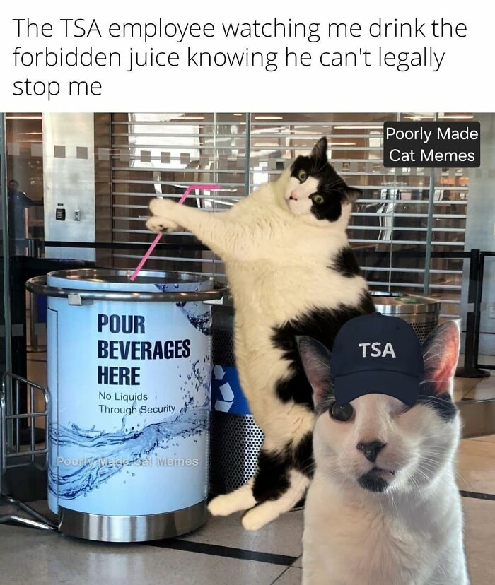 Meet The One Cat That’s Basically Memes 24/7 (And Yes, It’s Hilarious)