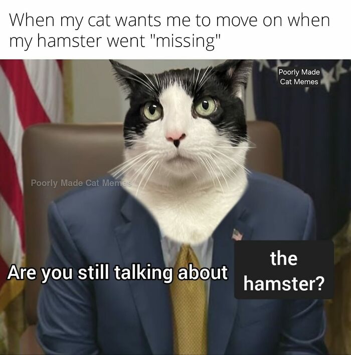 Meet The One Cat That’s Basically Memes 24/7 (And Yes, It’s Hilarious)