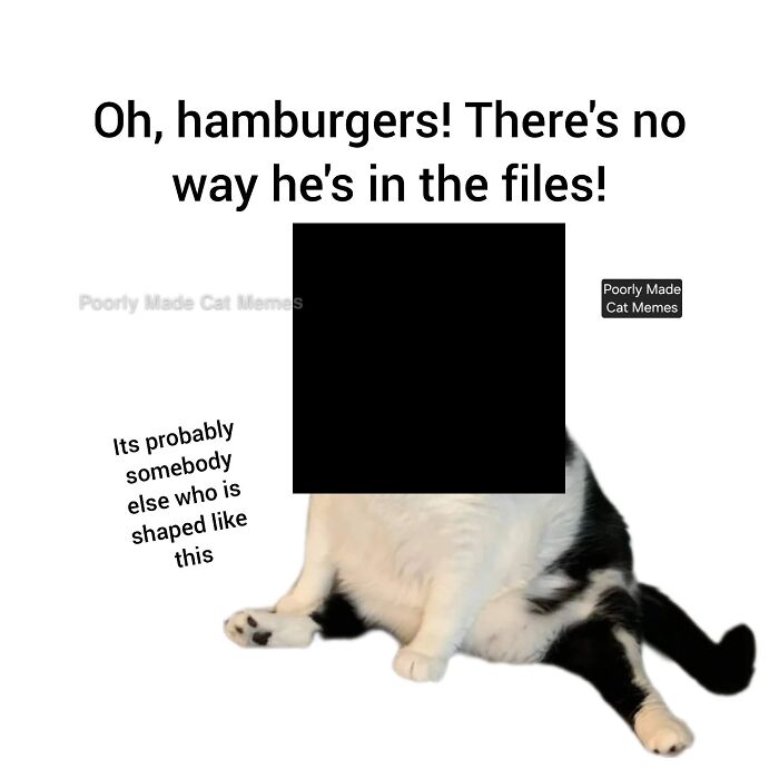 Meet The One Cat That’s Basically Memes 24/7 (And Yes, It’s Hilarious)