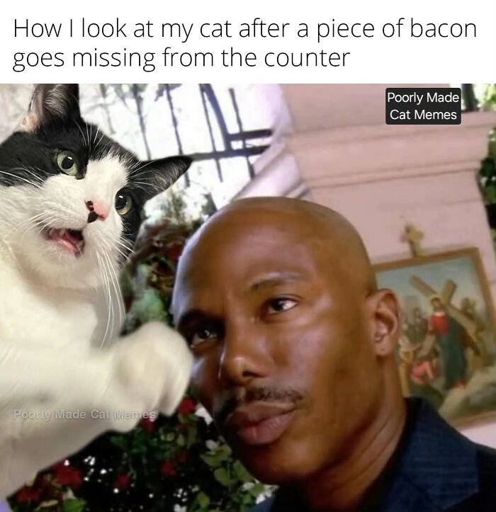 Meet The One Cat That’s Basically Memes 24/7 (And Yes, It’s Hilarious)