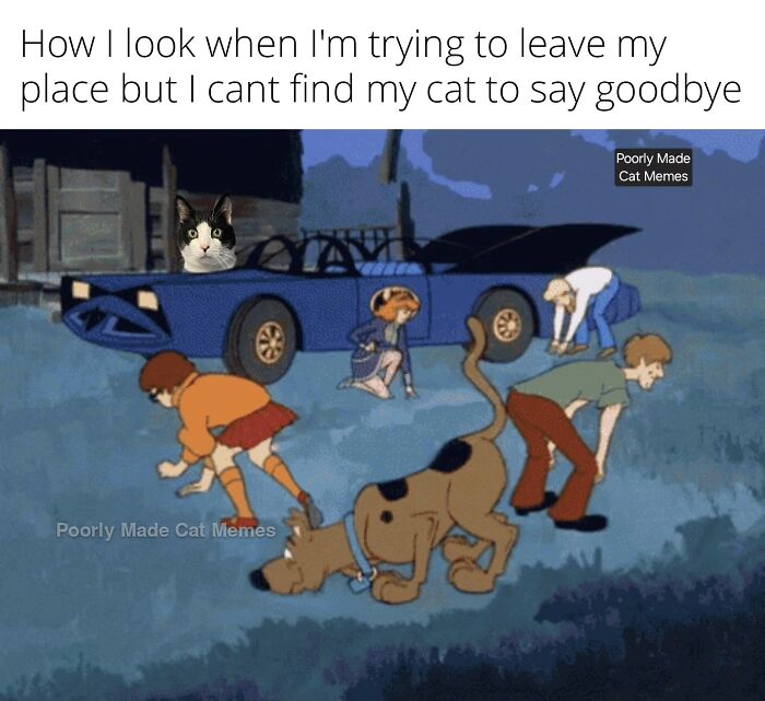 Meet The One Cat That’s Basically Memes 24/7 (And Yes, It’s Hilarious)