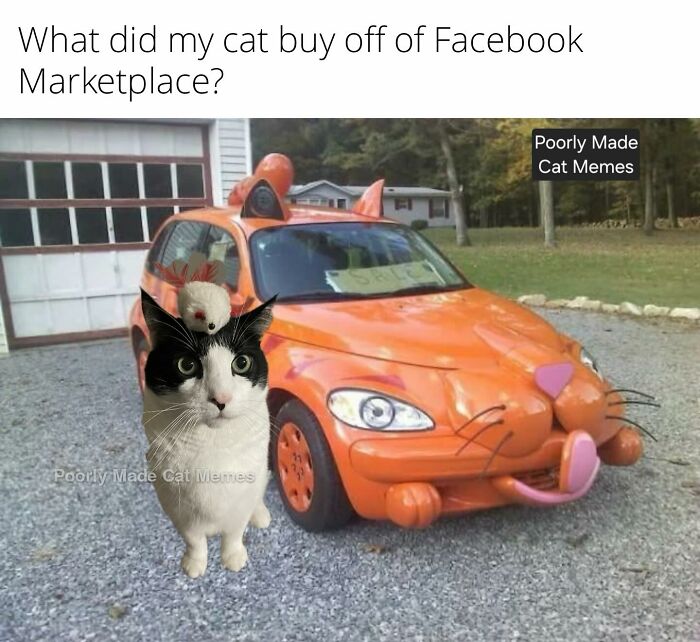 Meet The One Cat That’s Basically Memes 24/7 (And Yes, It’s Hilarious)