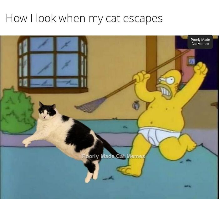 Meet The One Cat That’s Basically Memes 24/7 (And Yes, It’s Hilarious)