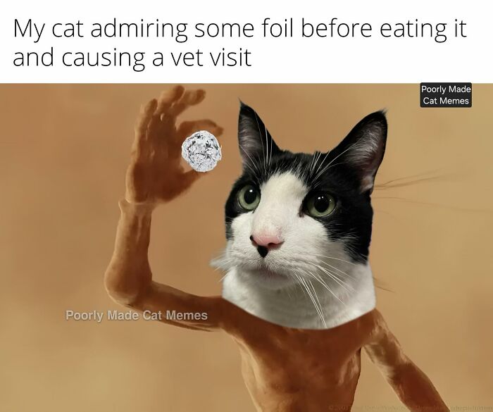 Meet The One Cat That’s Basically Memes 24/7 (And Yes, It’s Hilarious)