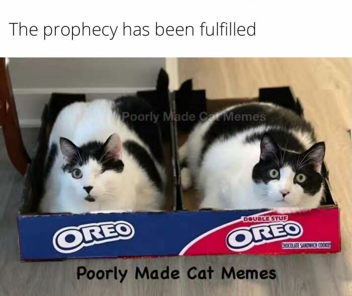 Meet The One Cat That’s Basically Memes 24/7 (And Yes, It’s Hilarious)