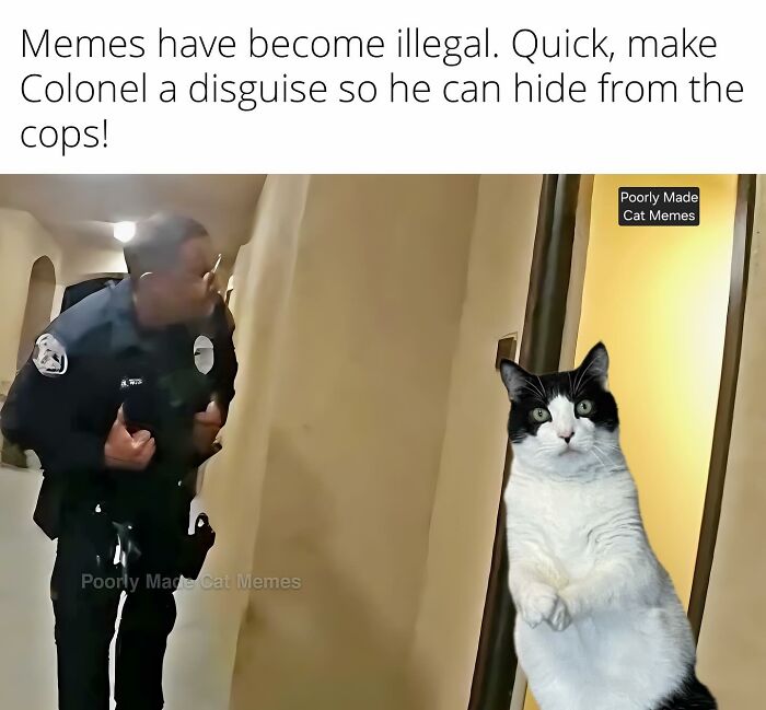 Meet The One Cat That’s Basically Memes 24/7 (And Yes, It’s Hilarious)