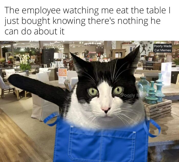 Meet The One Cat That’s Basically Memes 24/7 (And Yes, It’s Hilarious)