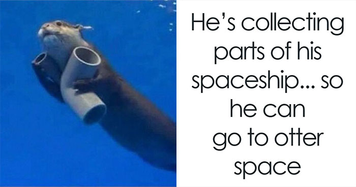 Wait, They Actually Posted These Hilarious Animal Pics?!