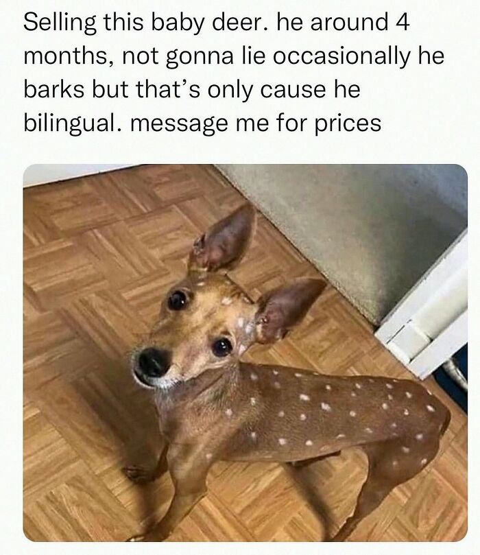 Wait, They Actually Posted These Hilarious Animal Pics?!