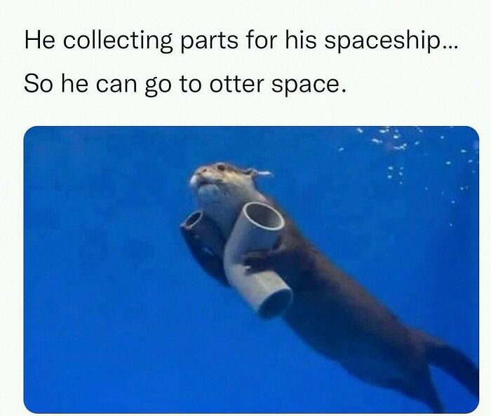 Wait, They Actually Posted These Hilarious Animal Pics?!