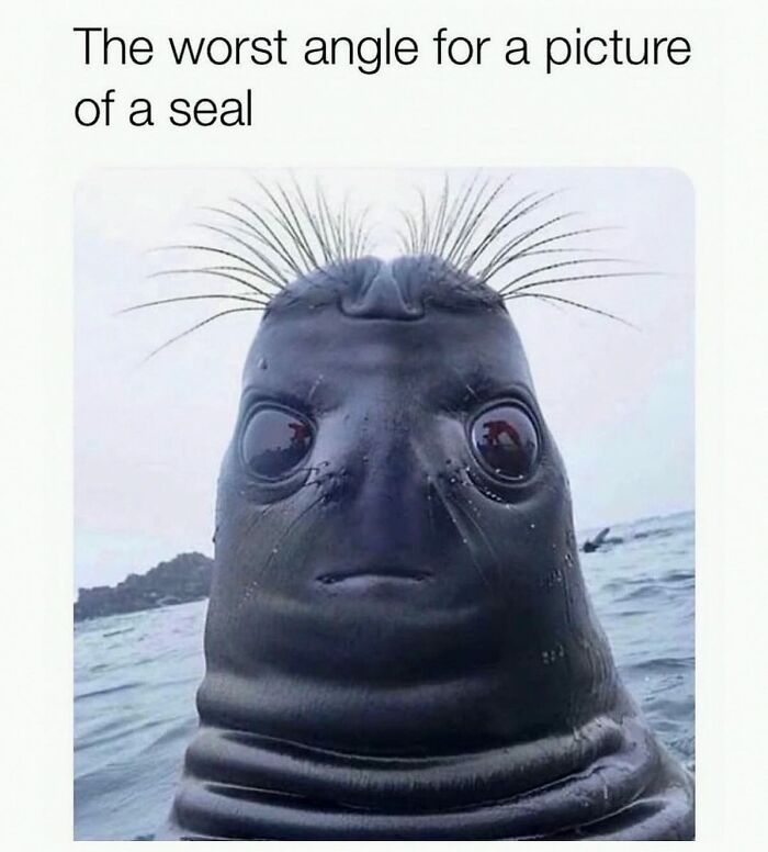 Wait, They Actually Posted These Hilarious Animal Pics?!