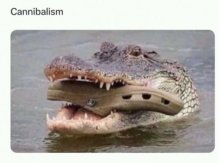 Wait, They Actually Posted These Hilarious Animal Pics?!