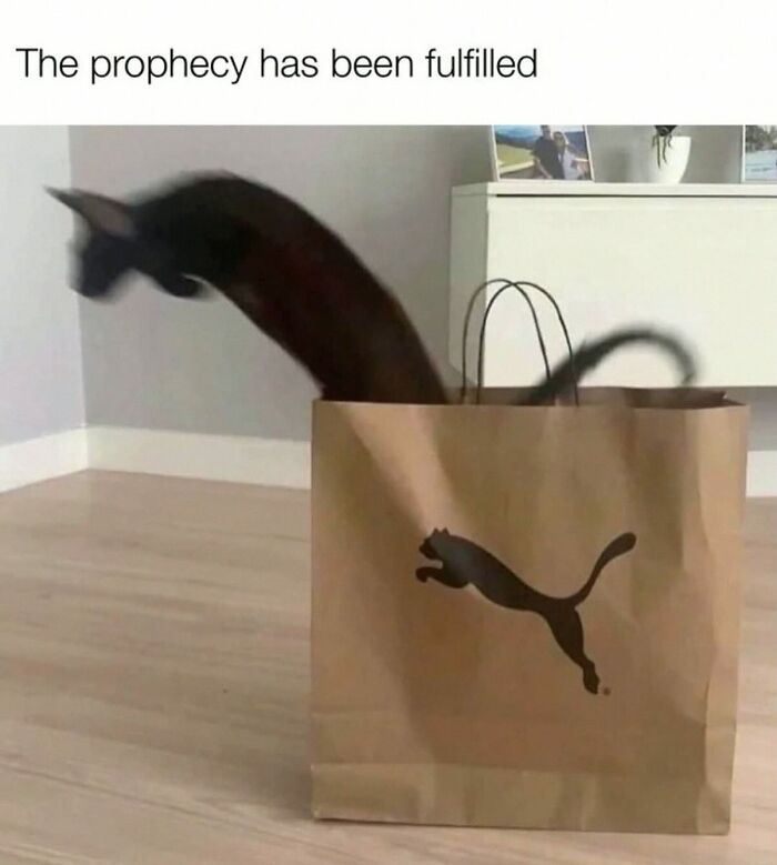 Wait, They Actually Posted These Hilarious Animal Pics?!