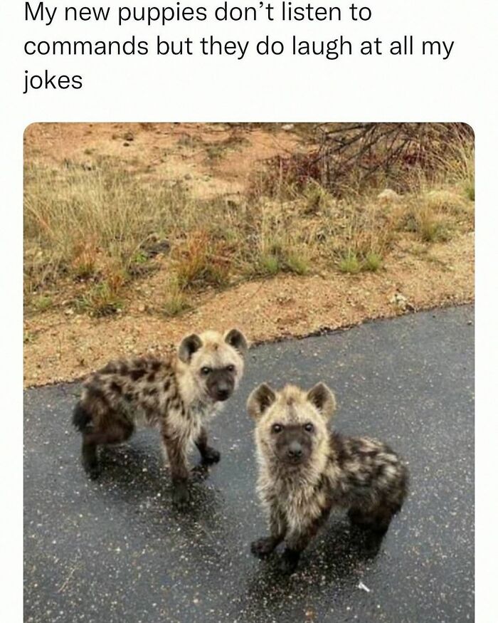 Wait, They Actually Posted These Hilarious Animal Pics?!