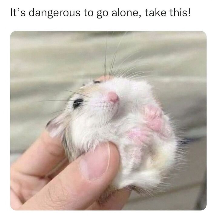 Wait, They Actually Posted These Hilarious Animal Pics?!