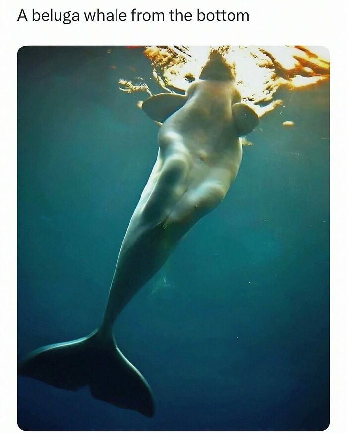 Wait, They Actually Posted These Hilarious Animal Pics?!