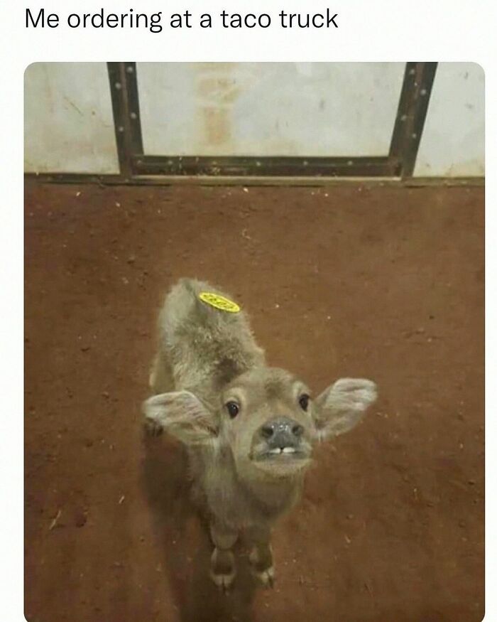 Wait, They Actually Posted These Hilarious Animal Pics?!