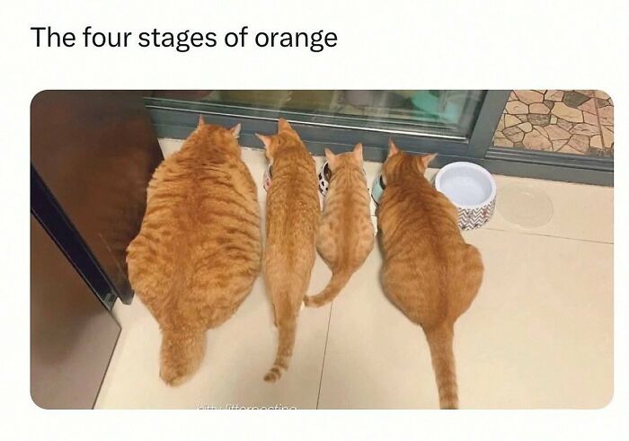 Wait, They Actually Posted These Hilarious Animal Pics?!