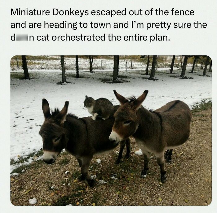 Wait, They Actually Posted These Hilarious Animal Pics?!