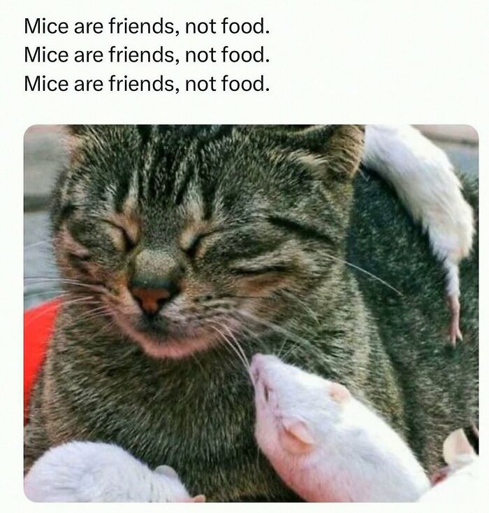 Wait, They Actually Posted These Hilarious Animal Pics?!