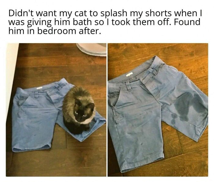 Wait, They Actually Posted These Hilarious Animal Pics?!