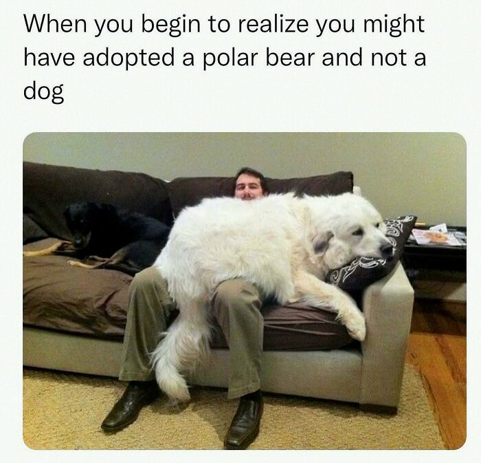 Wait, They Actually Posted These Hilarious Animal Pics?!