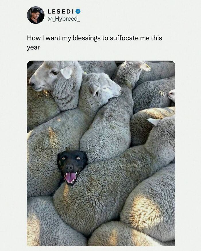 Wait, They Actually Posted These Hilarious Animal Pics?!