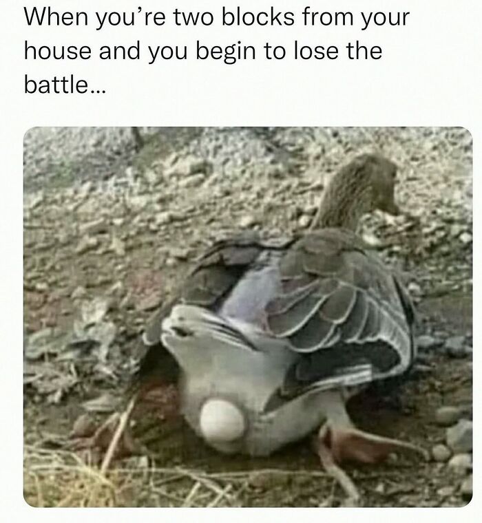 Wait, They Actually Posted These Hilarious Animal Pics?!