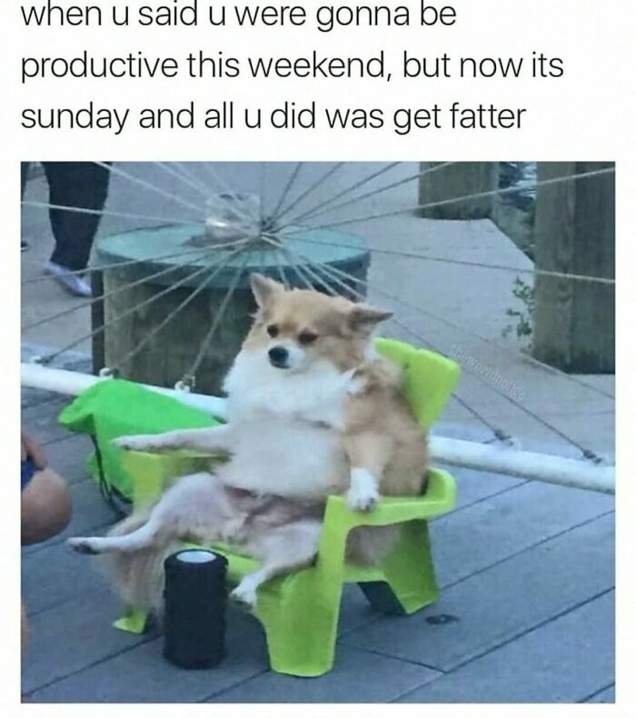 Wait, They Actually Posted These Hilarious Animal Pics?!