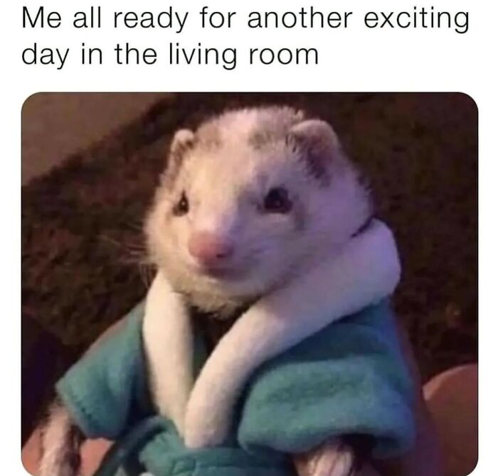 Wait, They Actually Posted These Hilarious Animal Pics?!