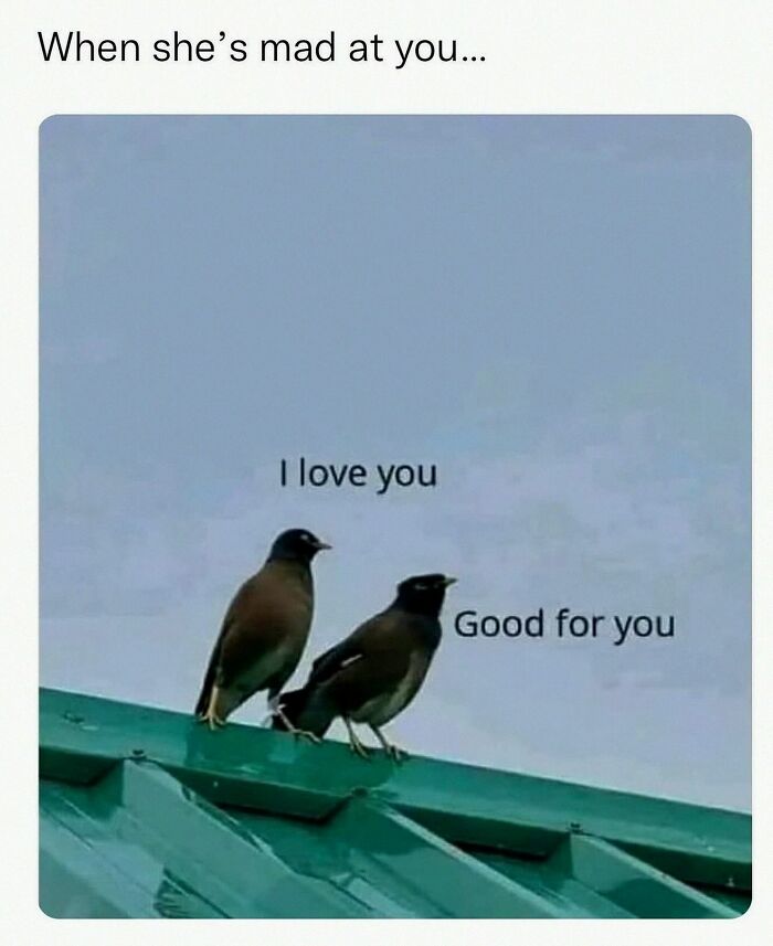 Wait, They Actually Posted These Hilarious Animal Pics?!