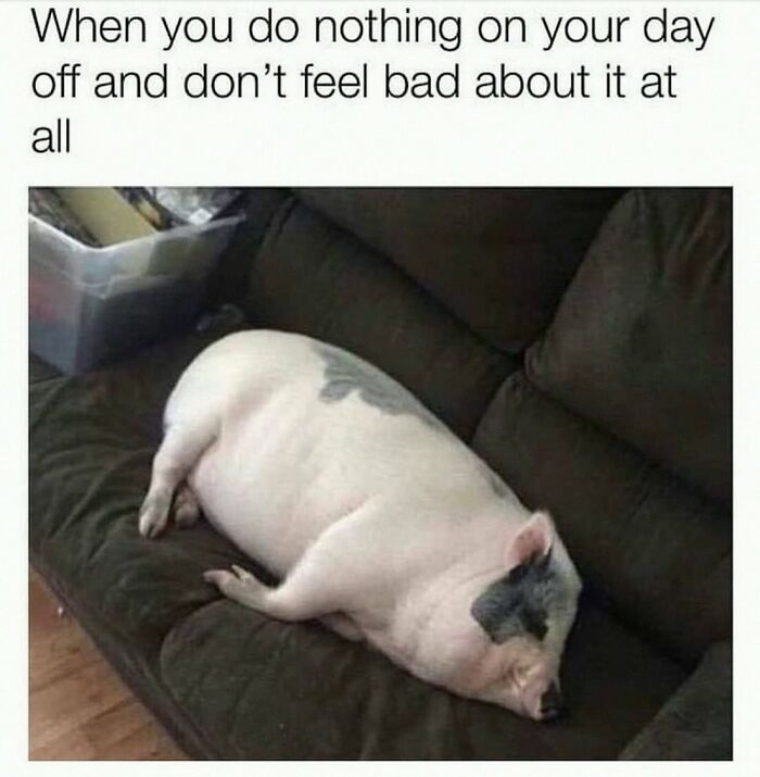 Wait, They Actually Posted These Hilarious Animal Pics?!