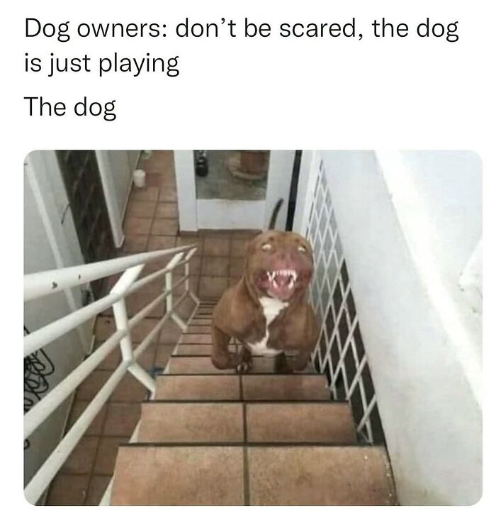 Wait, They Actually Posted These Hilarious Animal Pics?!