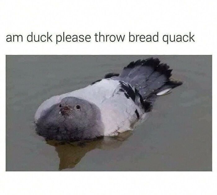 Wait, They Actually Posted These Hilarious Animal Pics?!