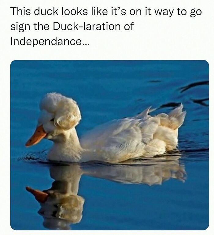 Wait, They Actually Posted These Hilarious Animal Pics?!