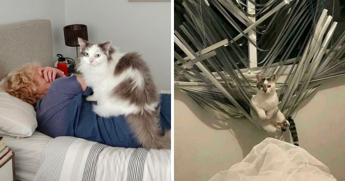 Pets Caught Red-Pawed: The Funniest ‘Uh-Oh’ Moments Ever